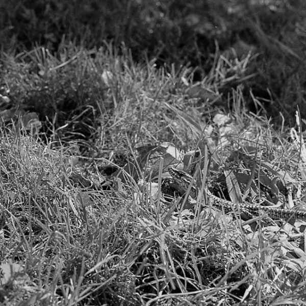 Petite forme # Ancrée&nbsp;2