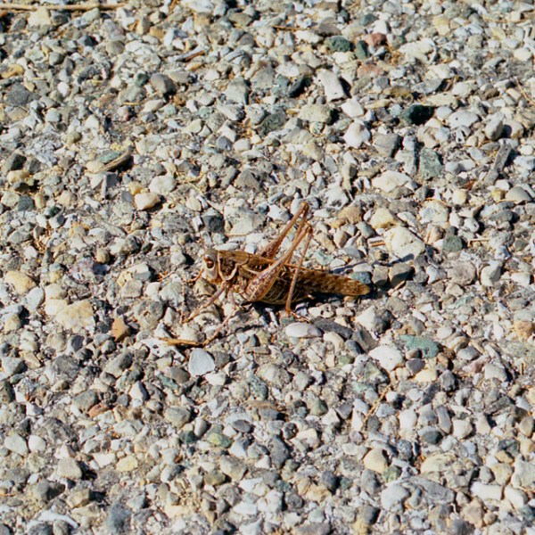 Activer les fétiches&nbsp;passant