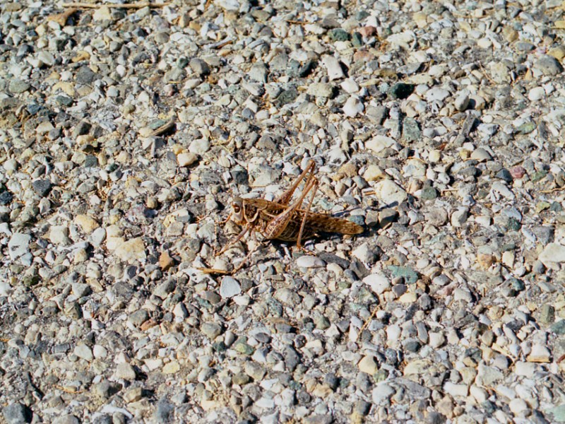 Activer les fétiches&nbsp;passant